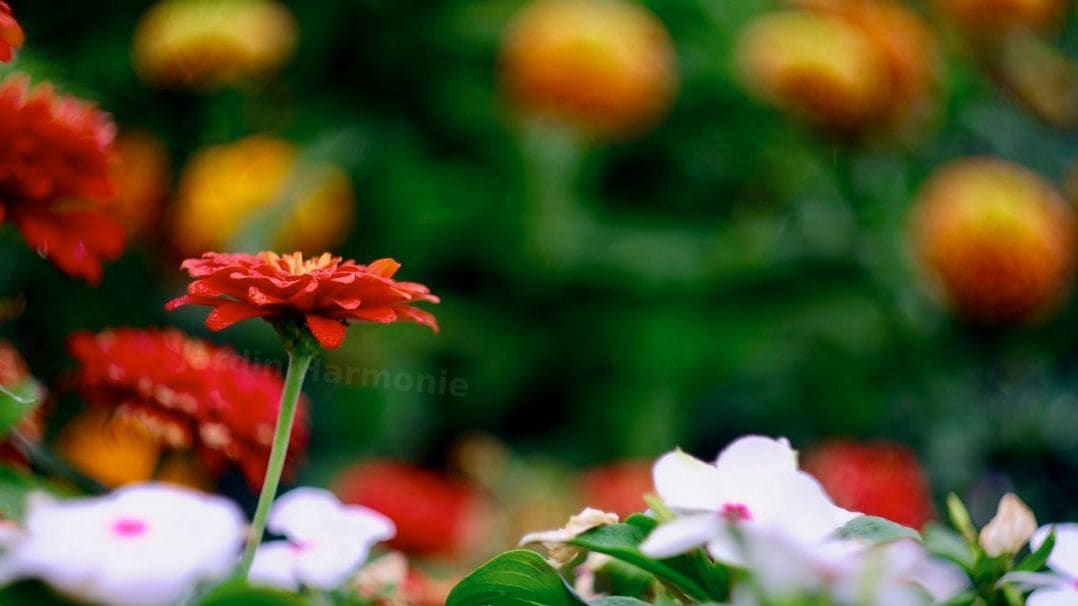 Jardin Harmonie 1