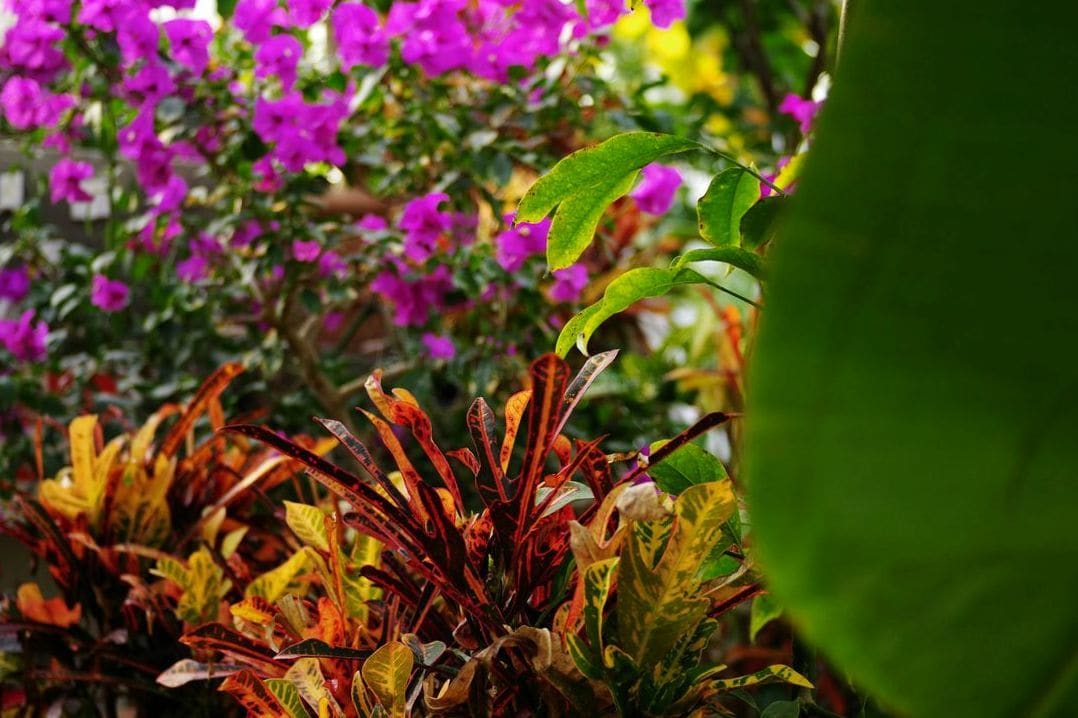 Jardin Harmonie 10