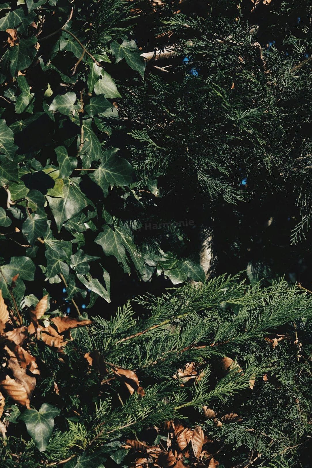 Jardin Harmonie 5