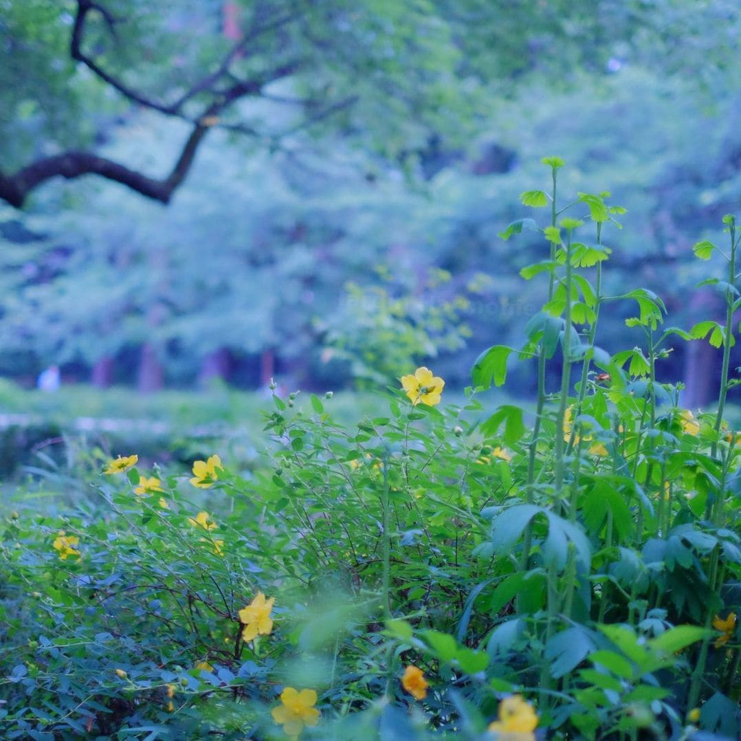 Jardin Harmonie 7