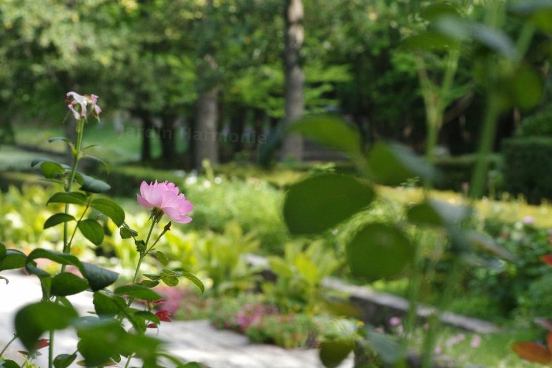 Plantation d’arbres, fleurs et massifs